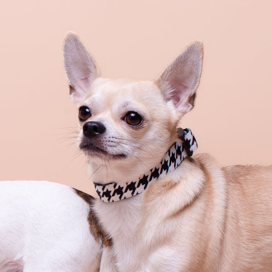 PATA DE GALLO - Collar ajustable para perros