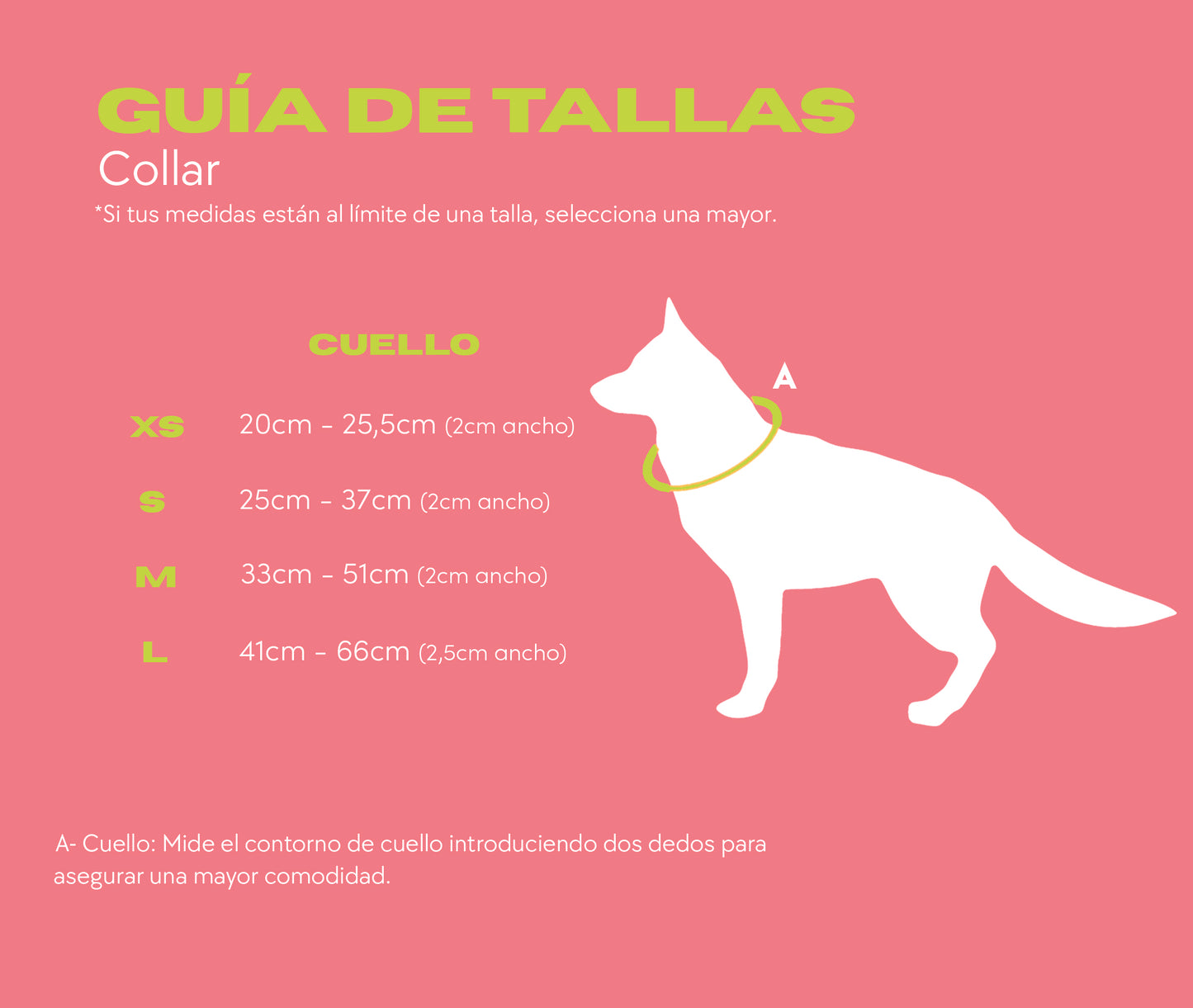 TECKEL - Collar ajustable para perros