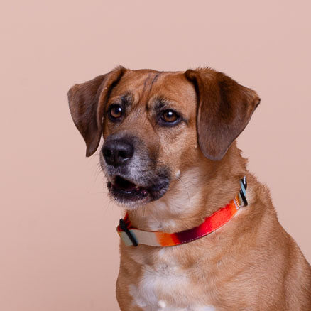 SUNSET - Collar ajustable para perros