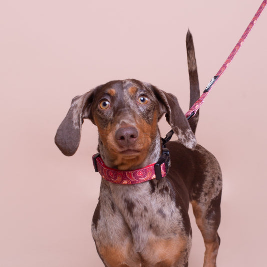 CACHEMIR - Collar ajustable para perros