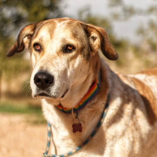 VALVINA - Donaciones