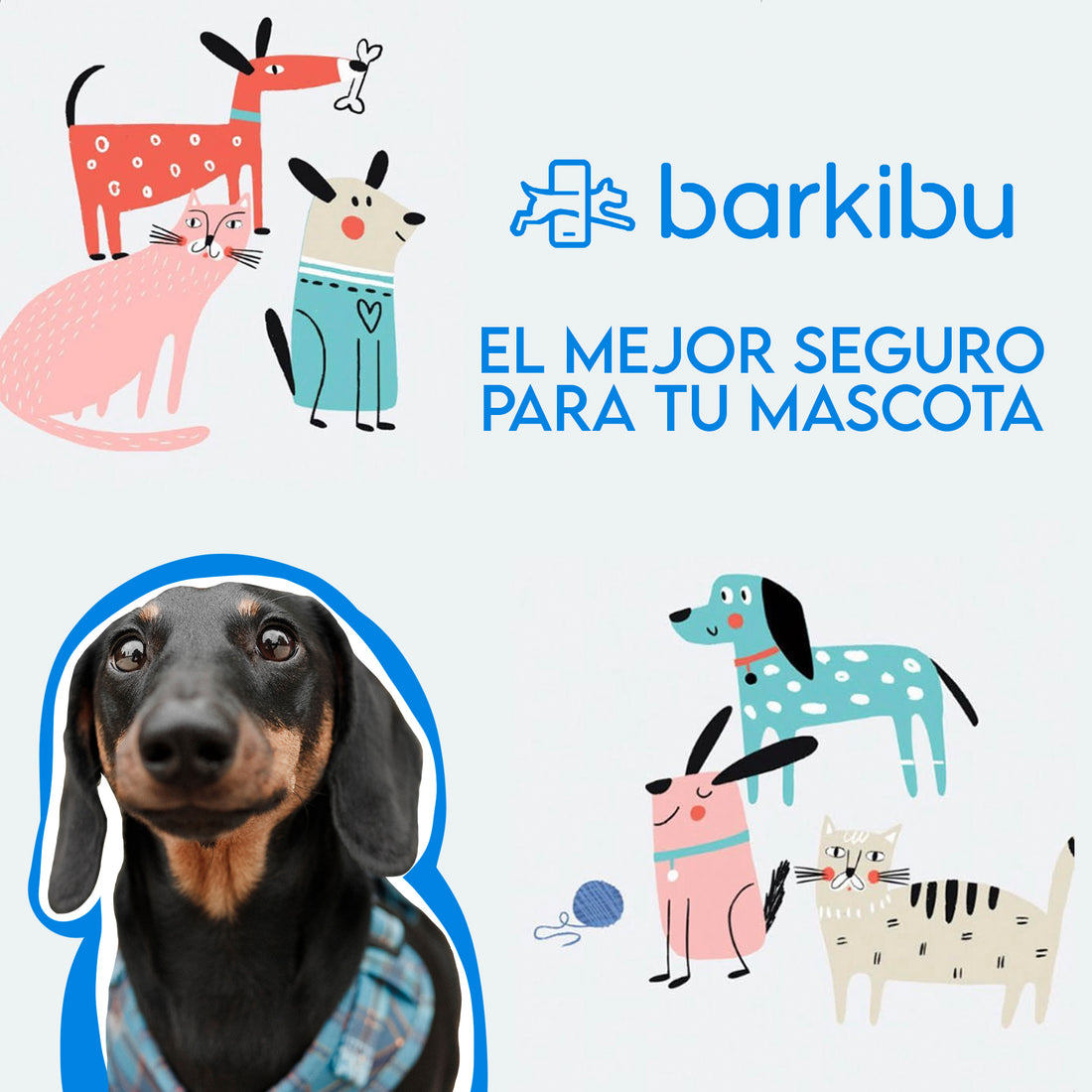 El mejor seguro de salud para perros