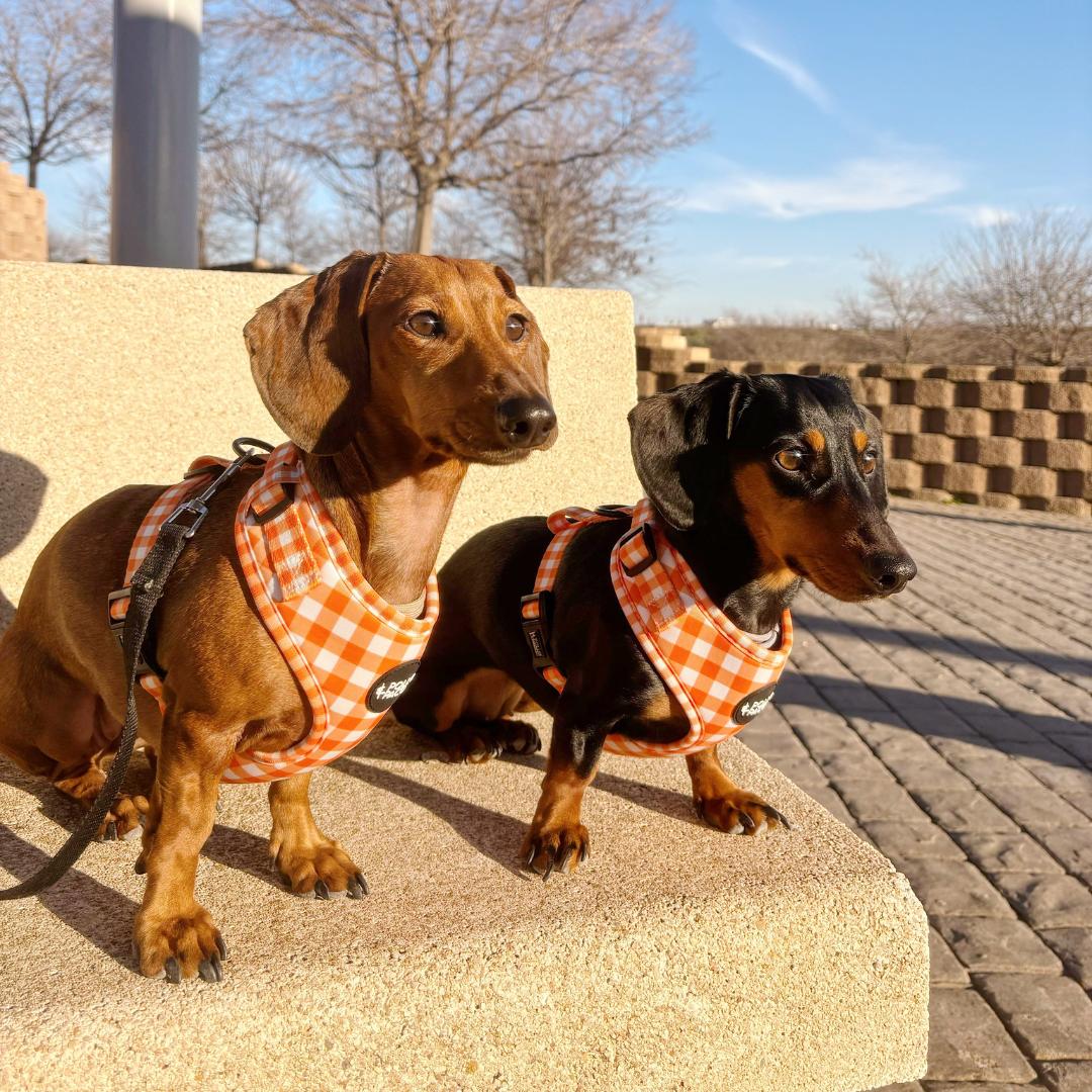 VICHY NARANJA - Arnés ajustable para perros