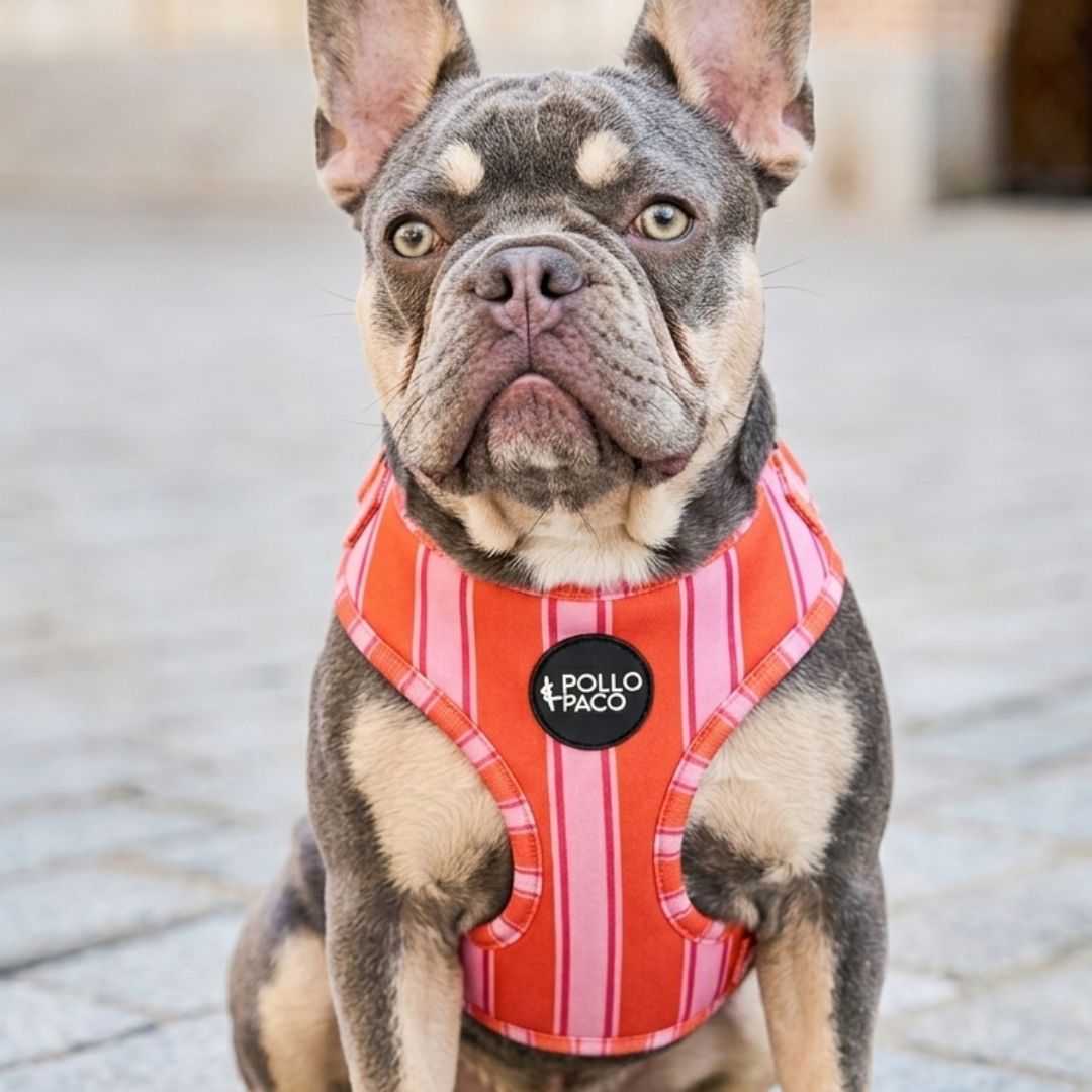 STRIPES - Arnés ajustable para perros