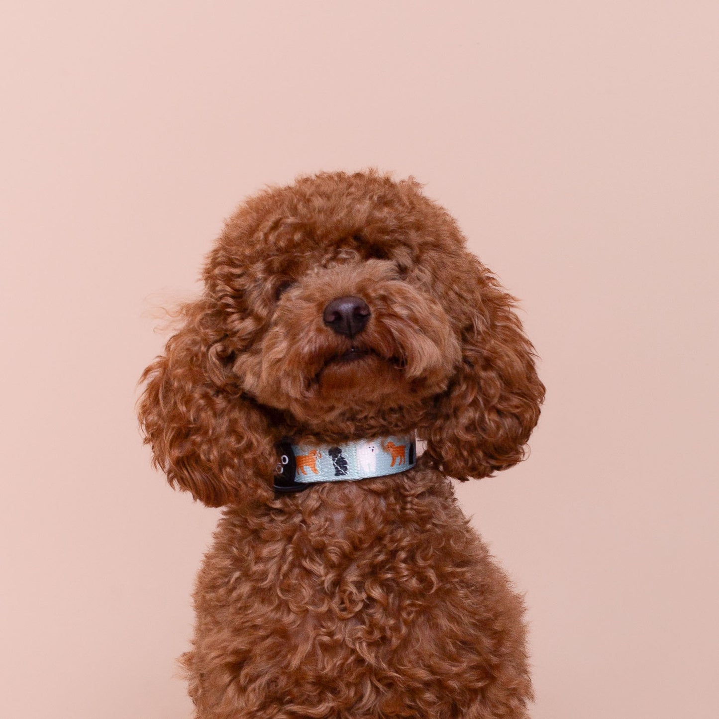 CANICHE - Collar ajustable para perros