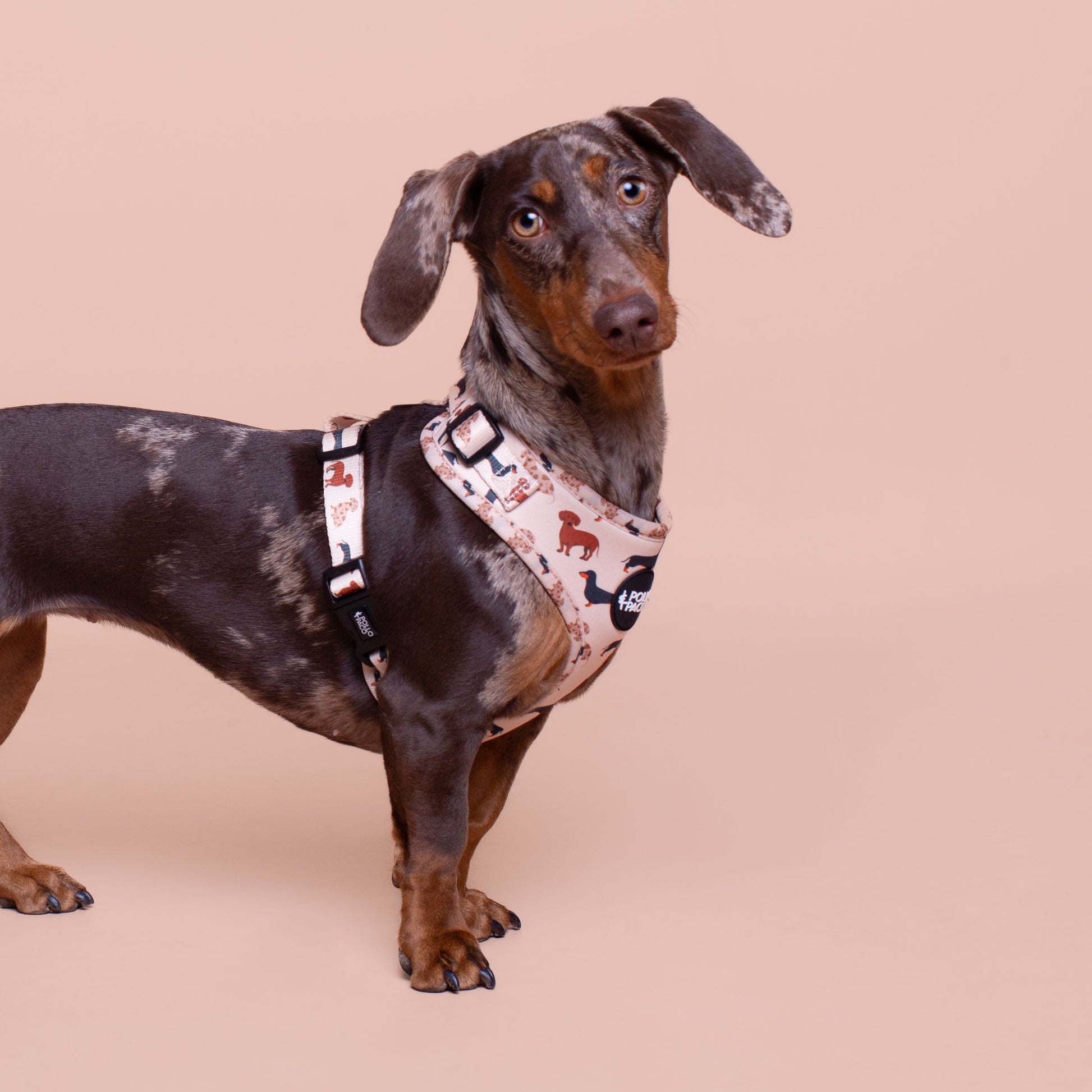 TECKEL Arnés ajustable para perros – Pollo Paco - Main Image