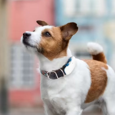 Comprar Collar Gps rastreador de mascotas para perros Tractive Gps