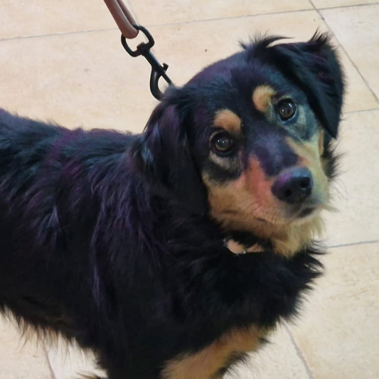 LARA - Donaciones