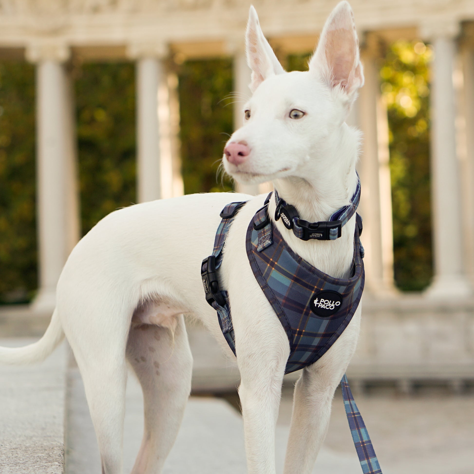 ACADEMIA - Collar para perros ajustable – Pollo & Paco