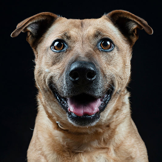 LUNA - Donaciones